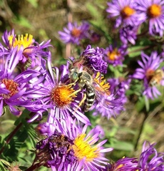 Bembix americana spinolae