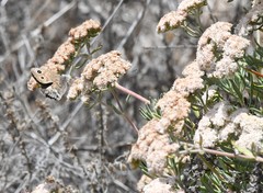 Cercyonis sthenele hypoleuca