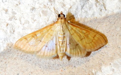 Mimorista trimaculalis