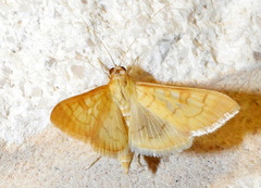 Mimorista trimaculalis