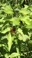 Ochlodes sylvanus