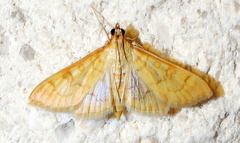 Mimorista trimaculalis