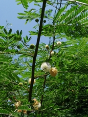 Leucaena leucocephala