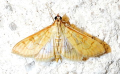Mimorista trimaculalis