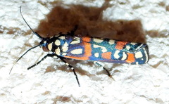 Cydosia aurivitta