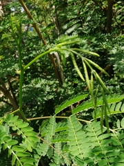 Leucaena leucocephala