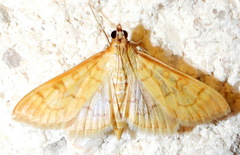 Mimorista trimaculalis