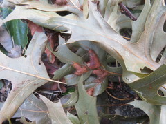 Callirhytis favosa