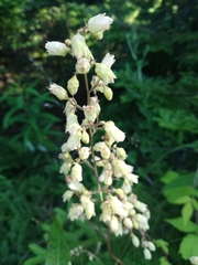 Heuchera alba