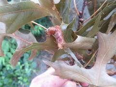 Callirhytis favosa