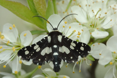 Pseudothyris sepulchralis