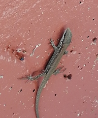 Phoenicolacerta laevis