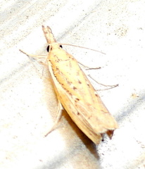 Fissicrambus quadrinotellus
