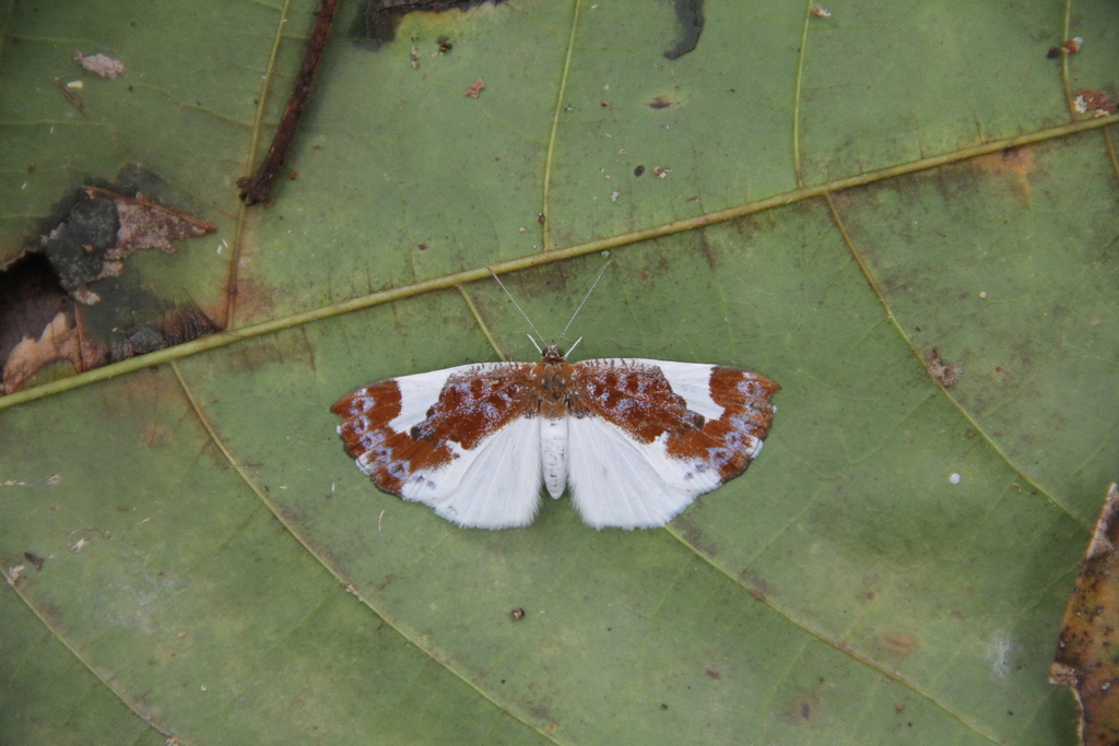 White-posted Metalmark