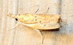 Fissicrambus quadrinotellus
