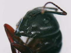 Camponotus ionius