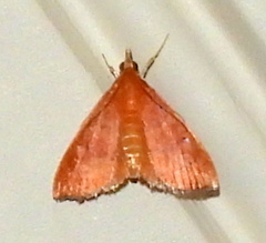Sericoplaga externalis