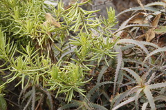 Senecio barbertonicus