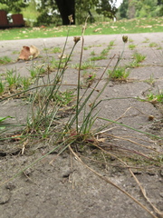 Juncus capillaceus