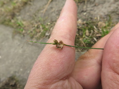 Juncus capillaceus