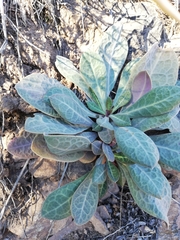 Cistanthe grandiflora