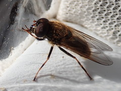 Cheilosia bergenstammi