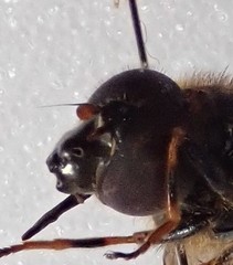 Cheilosia bergenstammi