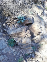 Cistanthe grandiflora