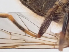 Cheilosia bergenstammi