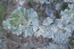 Pentzia dentata