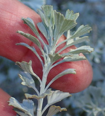 Pentzia dentata