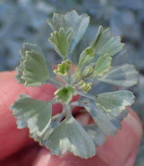 Pentzia dentata