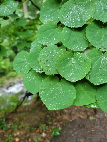 Cercidiphyllum japonicum