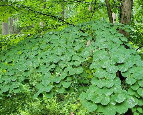 Cercidiphyllum japonicum