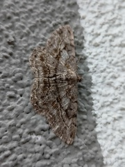 Peribatodes rhomboidaria