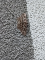 Peribatodes rhomboidaria