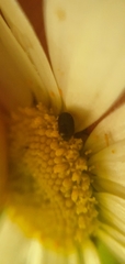 Coleoptera