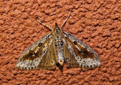 Palpita aenescentalis