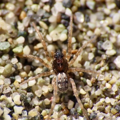 Arctosa perita