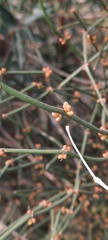 Ephedra tweedieana