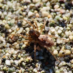 Arctosa perita
