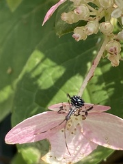 Acanthocephalini