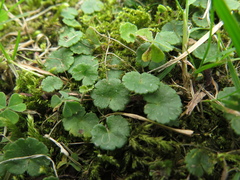 Hydrocotyle bonplandii