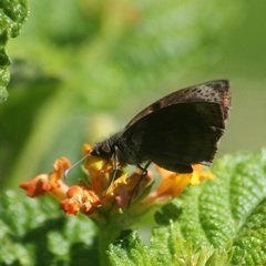 Chiomara mithrax