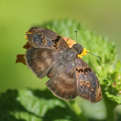 Chiomara mithrax