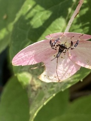 Acanthocephalini