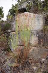 Phymaspermum athanasioides