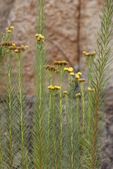 Phymaspermum athanasioides