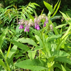 Symphytum officinale