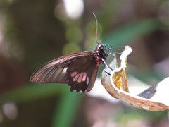 Parides neophilus